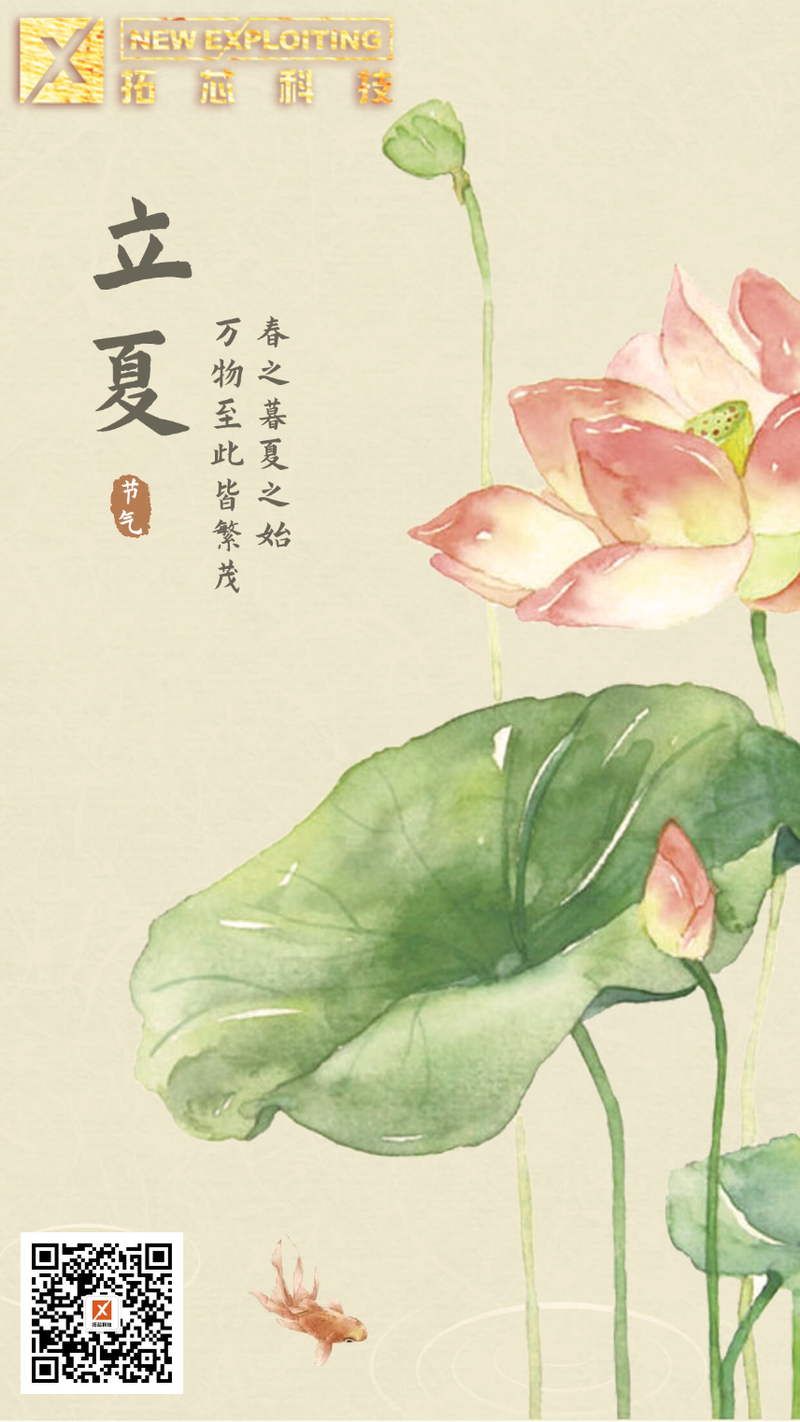 立夏 荷花 荷叶 荷塘