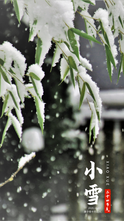 二十四节气小雪实物照片竹子