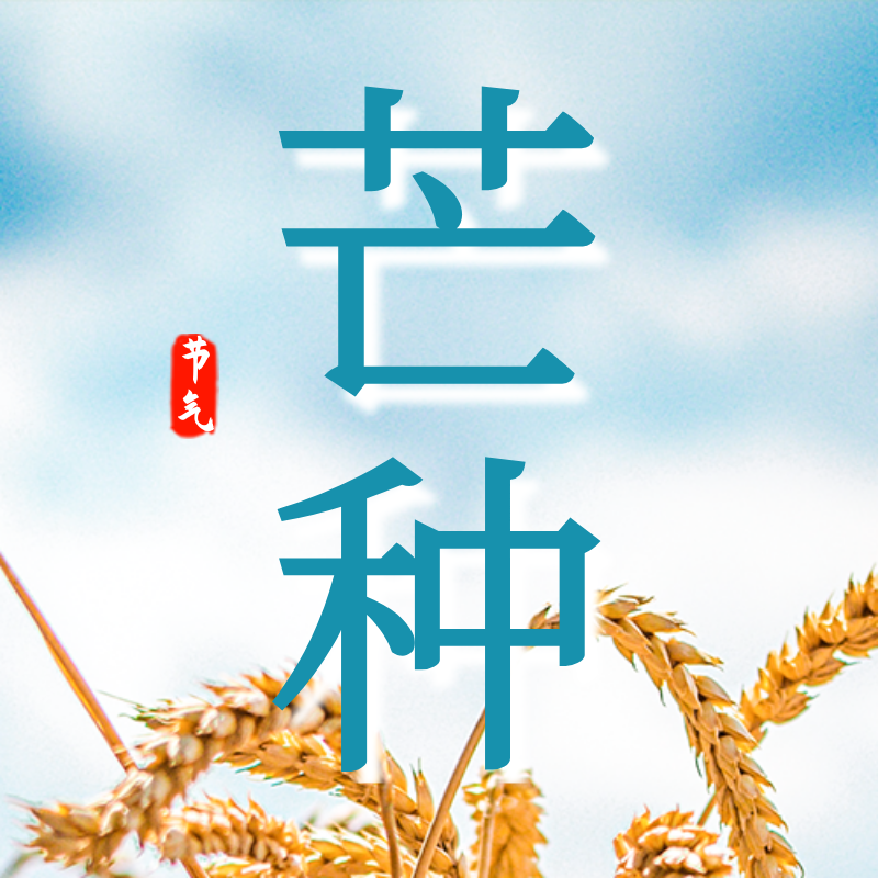 二十四节气，芒种