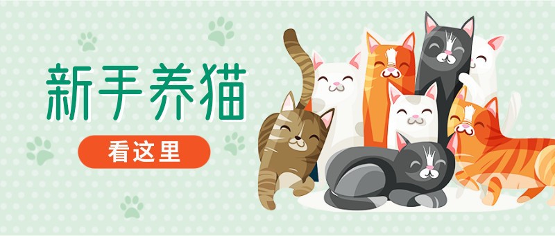 宠物，新手，养猫，公众号