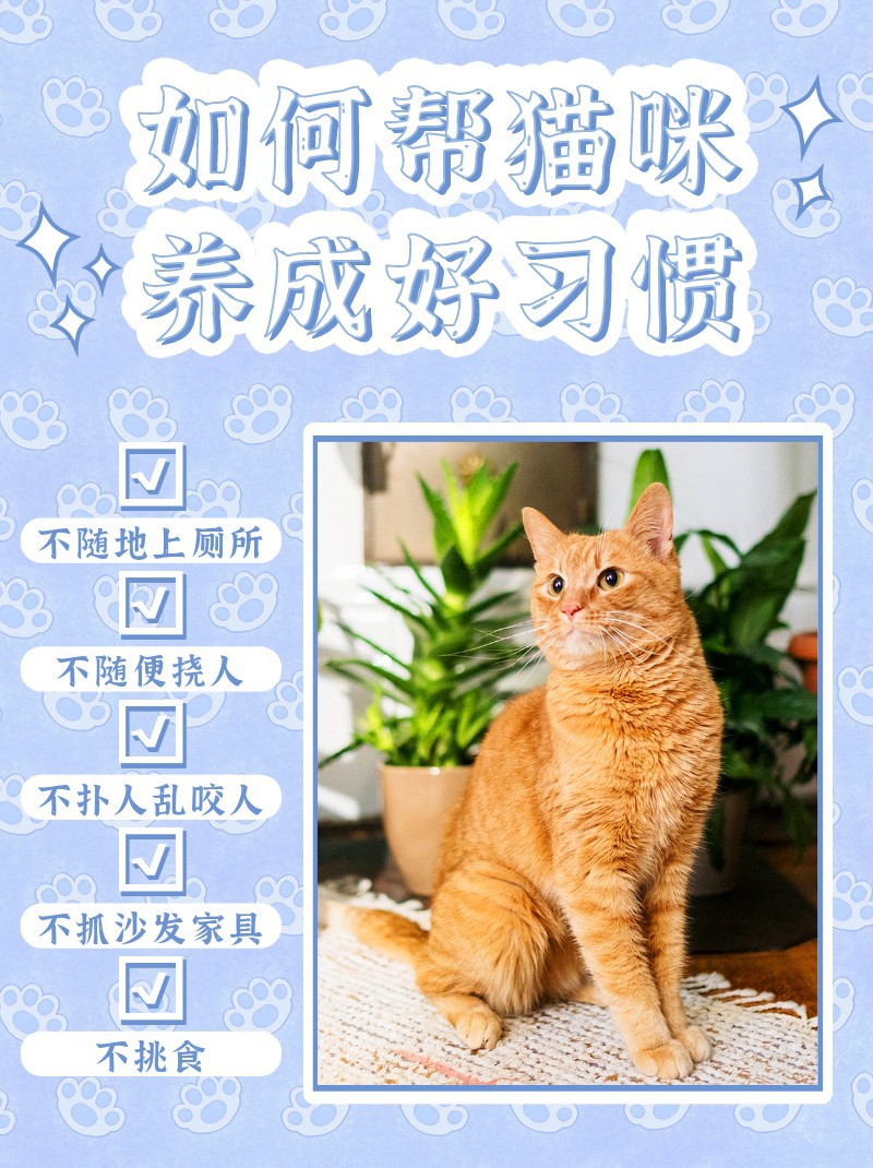 猫咪，宠物，好习惯，训练，小红书配图