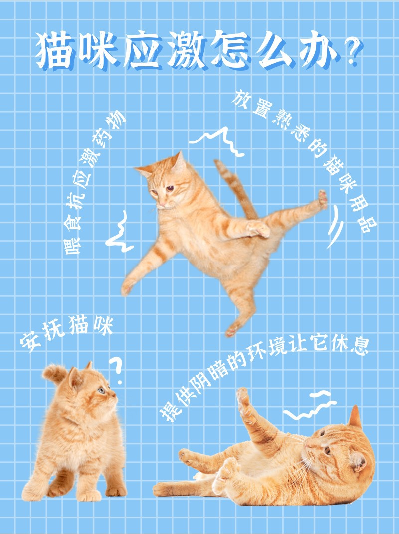 /static/assets/images/default-pic.png 猫咪应激,方法,养猫,小红书配图
