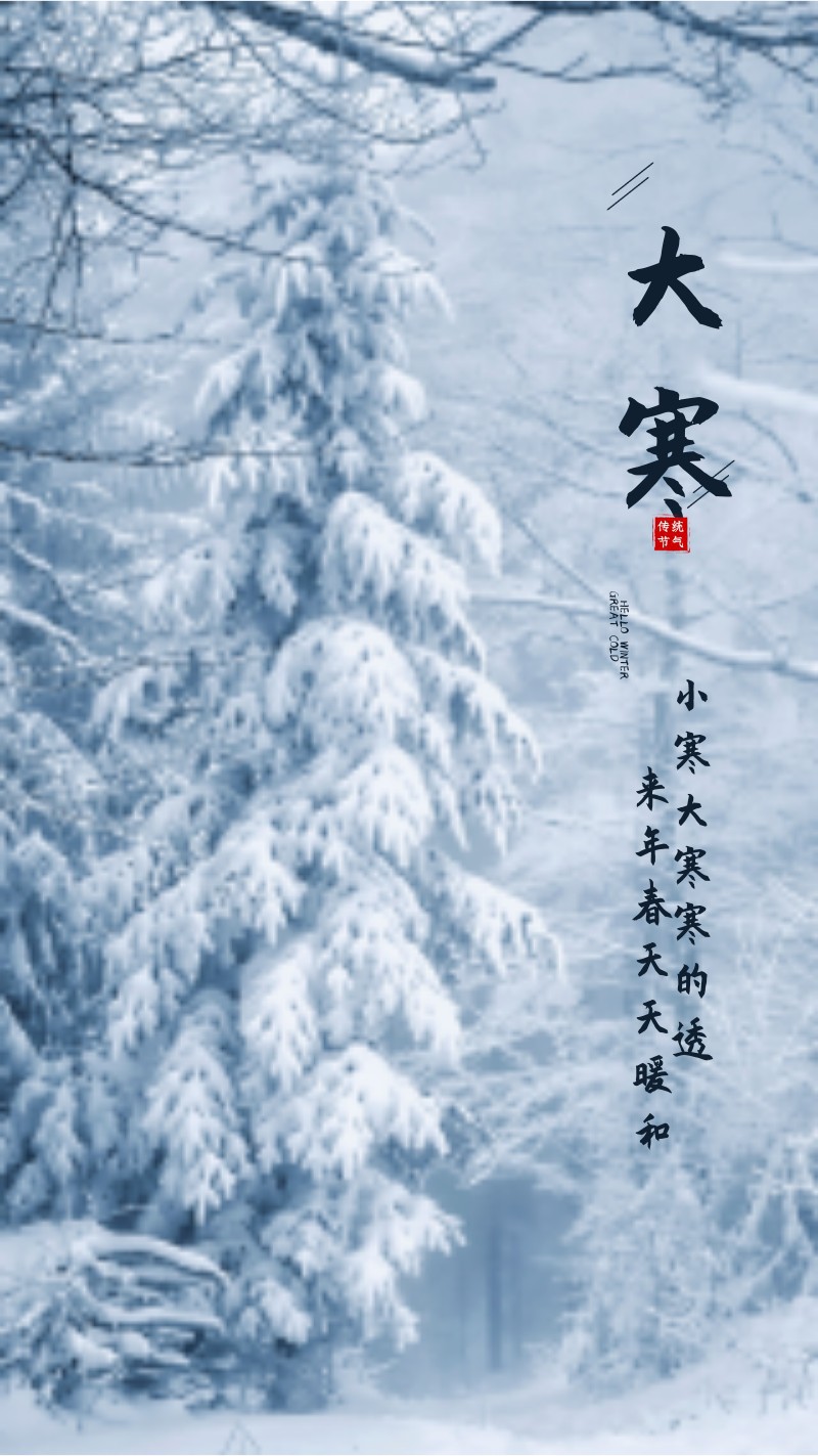 二十四节气大寒，雪松，实物照片