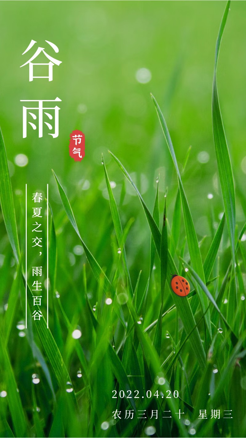 谷雨，草，雨水，瓢虫，海报