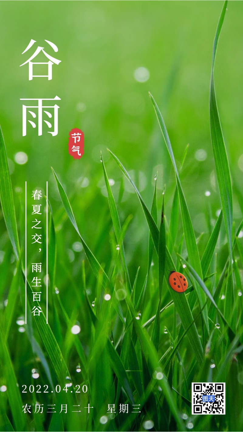 谷雨，草，雨水，瓢虫，海报