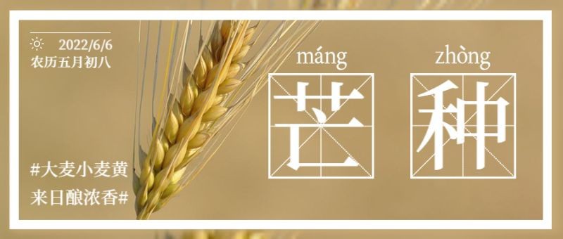 公众号封面 芒种