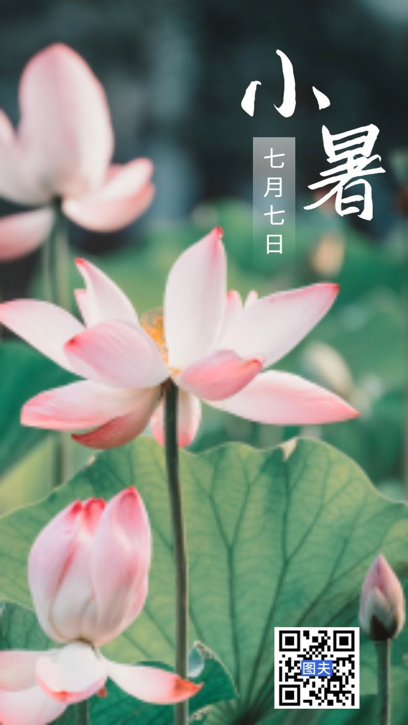 小暑，荷花，海报