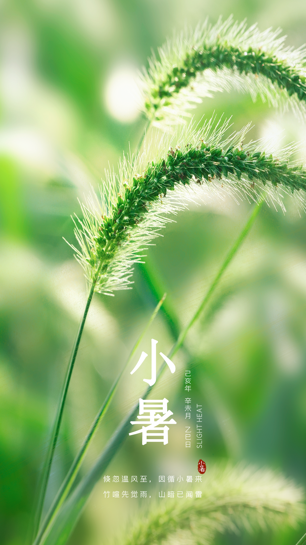 小暑 夏天 狗尾巴草