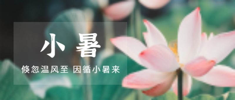 小暑，荷花，公众号封面