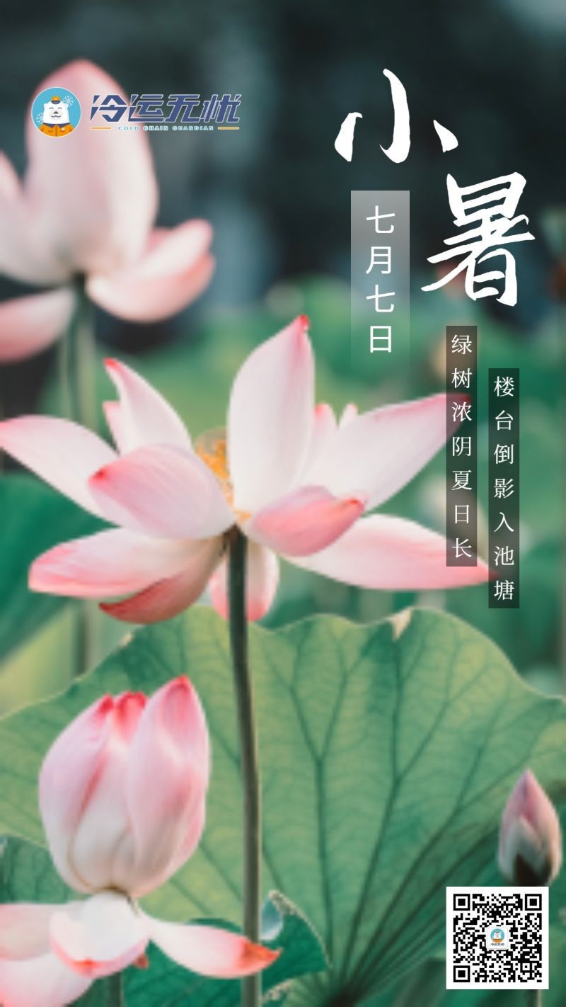 小暑，荷花，海报