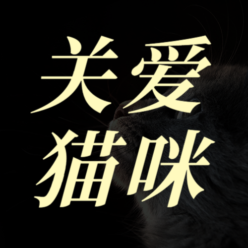 国际猫咪日节日宣传清新实景