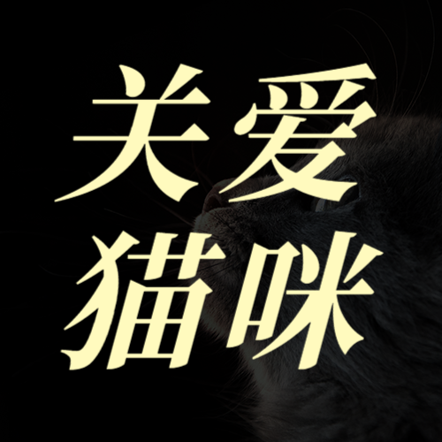 /static/assets/images/default-pic.png 国际猫咪日节日宣传清新实景
