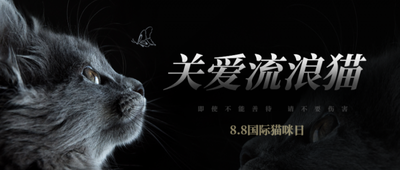 国际猫咪日关爱动物公益宣传实景公众号首图
