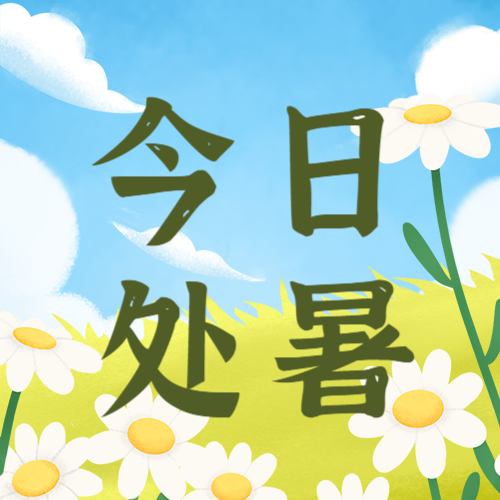 处暑，雏菊，公众号次图