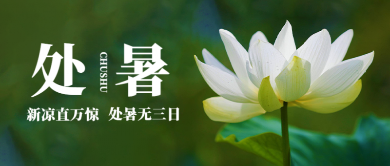 公众号封面 处暑 莲花