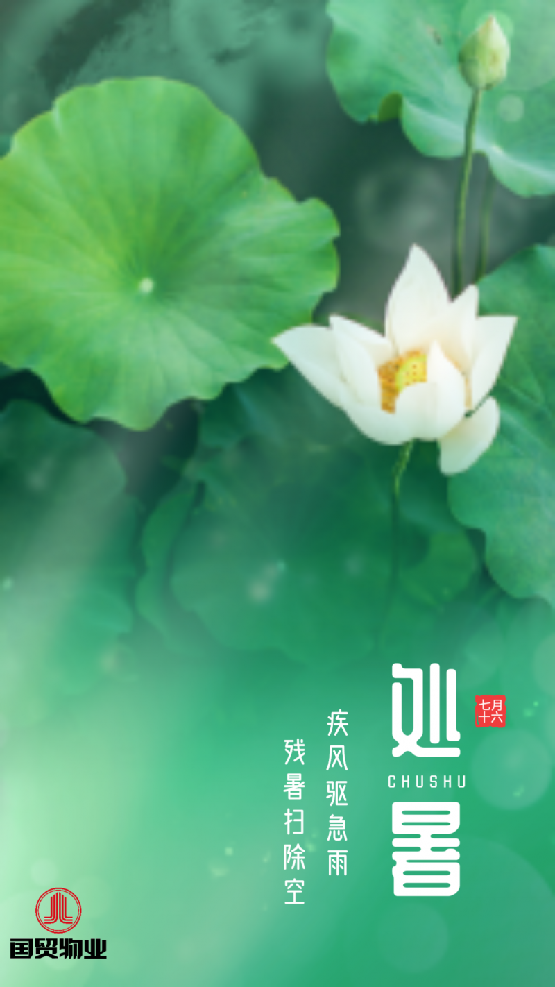 处暑，荷花，实景