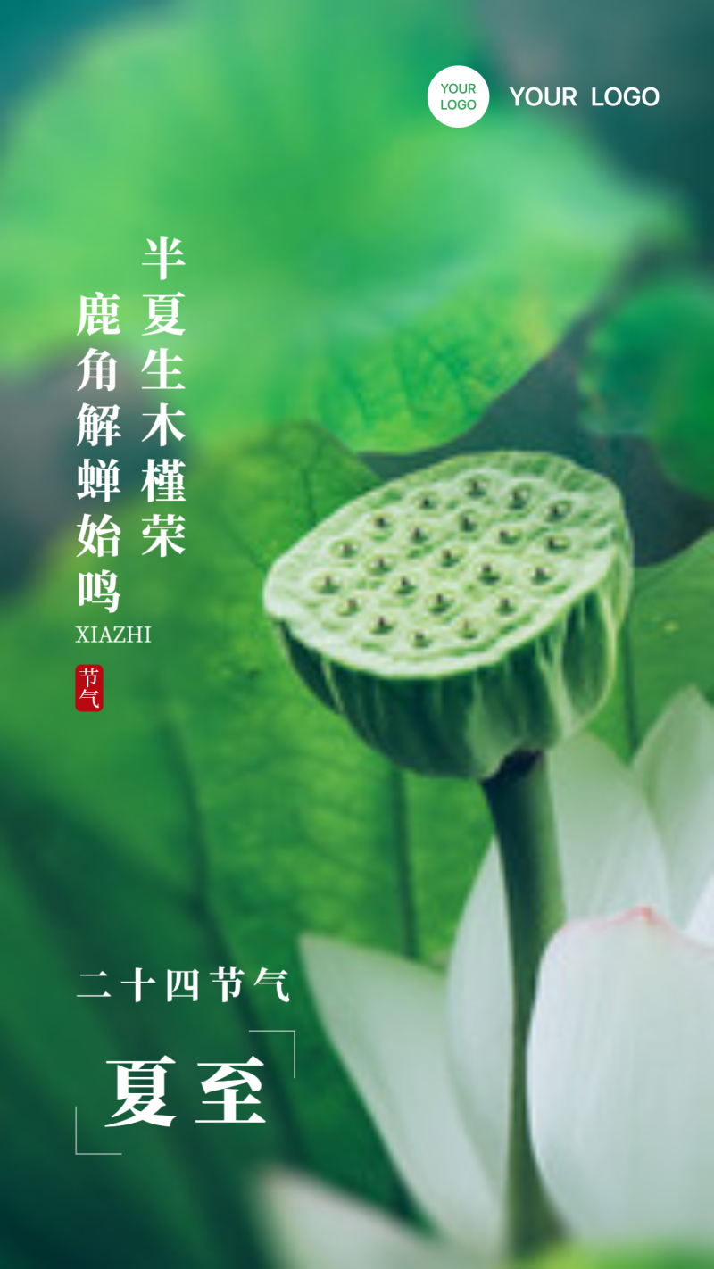 夏至 节气 莲蓬