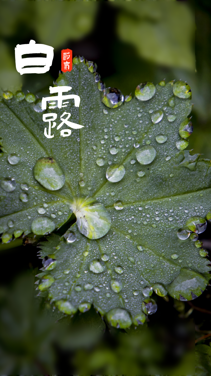 /static/assets/images/default-pic.png 手机海报 白露节气