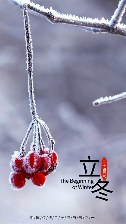 二十四节气立冬实物照片红莓