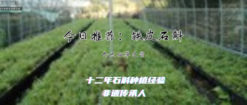 白露，芦苇，公众号封面