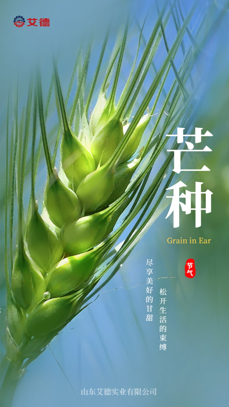 芒种 夏天 大麦